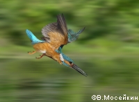 Kingfisher.tif